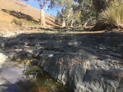 Three Creeks Station -Arkaroona Creek Walk - Sydney 4u 0