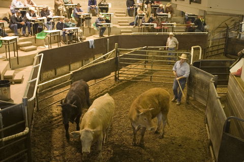 Wagga Wagga Livestock Marketing Centre - Accommodation Sydney 0