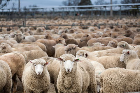 Wagga Wagga Livestock Marketing Centre - Accommodation Sydney 1