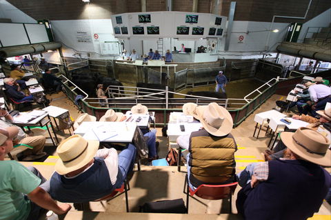 Wagga Wagga Livestock Marketing Centre - Accommodation Sydney 2