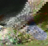 Warrawong Wildlife Sanctuary - Accommodation Sydney