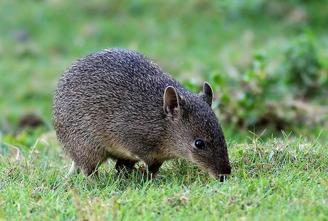 Warrawong Wildlife Sanctuary - Sydney Resort 1