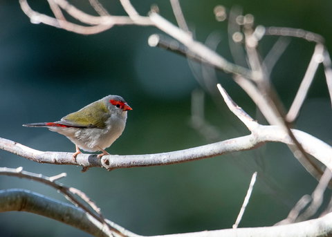 Warrawong Wildlife Sanctuary - Sydney Resort 2