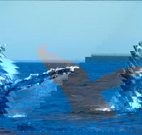 Whale Watching on Keswick Island - Accommodation Sydney