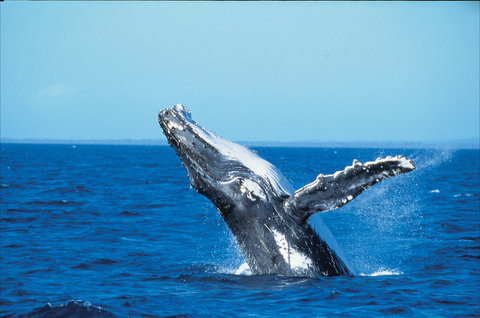 Whale Watching On Keswick Island - Sydney Resort 0