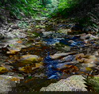 Willi Willi National Park - Accommodation Sydney