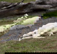 Yarra Valley Nocturnal Zoo - Accommodation Sydney
