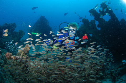 Aarhus Dive Site - Sydney 4u 0