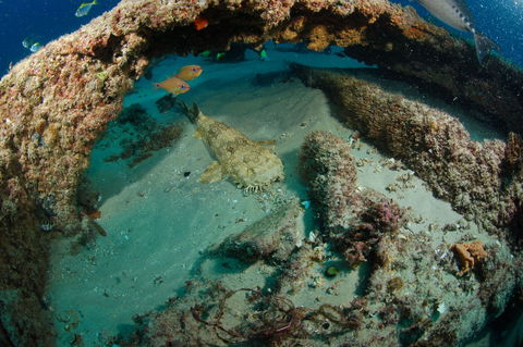 Aarhus Dive Site - Sydney 4u 2