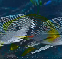 Beaver Reef Dive Site - Sydney 4u
