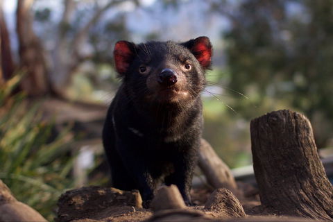 Bonorong Wildlife Sanctuary - Sydney 4u 0