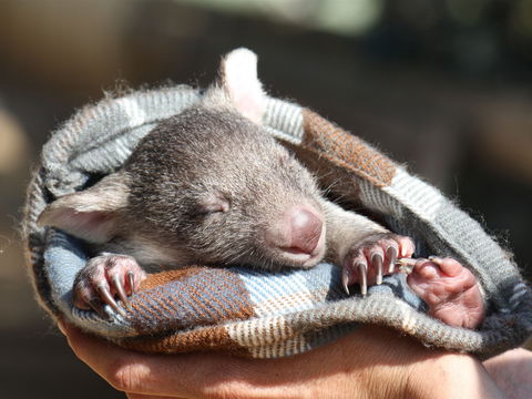 Bonorong Wildlife Sanctuary - Sydney 4u 2