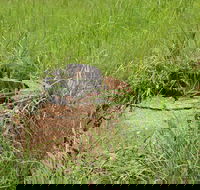 Brocks Creek Chinatown and Temple Site - Accommodation Sydney