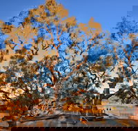 Burke and Wills Dig Tree - Sydney 4u