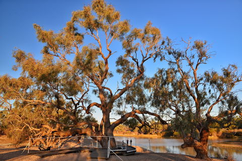 Burke And Wills Dig Tree - Sydney 4u 0