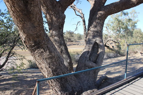 Burke And Wills Dig Tree - Sydney 4u 1