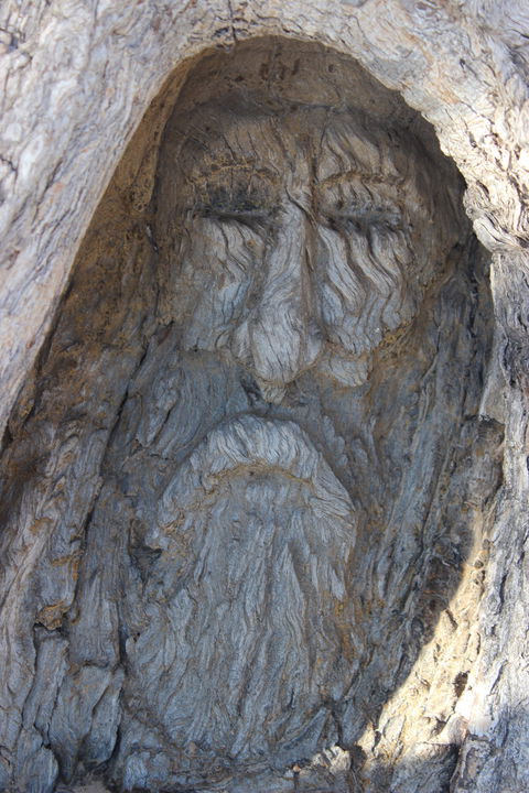 Burke And Wills Dig Tree - Sydney 4u 2
