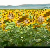 Clifton - Accommodation Sydney