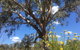 Euroa Arboretum - thumb 0
