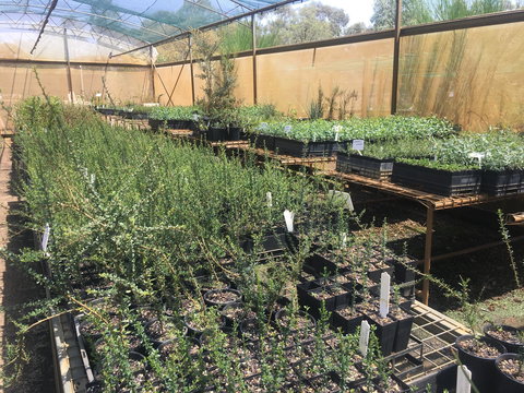 Euroa Arboretum - Sydney Resort 1