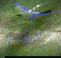 Germein Reserve - Sydney 4u