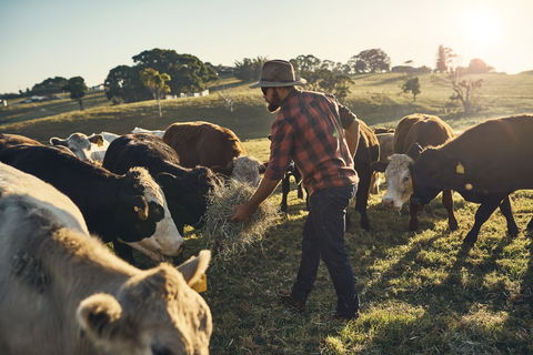 Hinterland Full Day Self Drive Tour - Accommodation Sydney 0