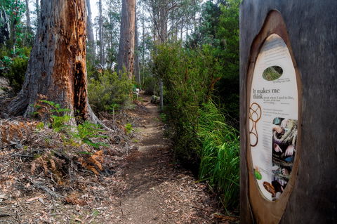 Lake St Clair (Cradle Mountain  - Lake St Clair National Park) - Accommodation Sydney 2