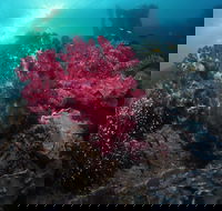 Luncheon Bay Dive Site - Accommodation Sydney