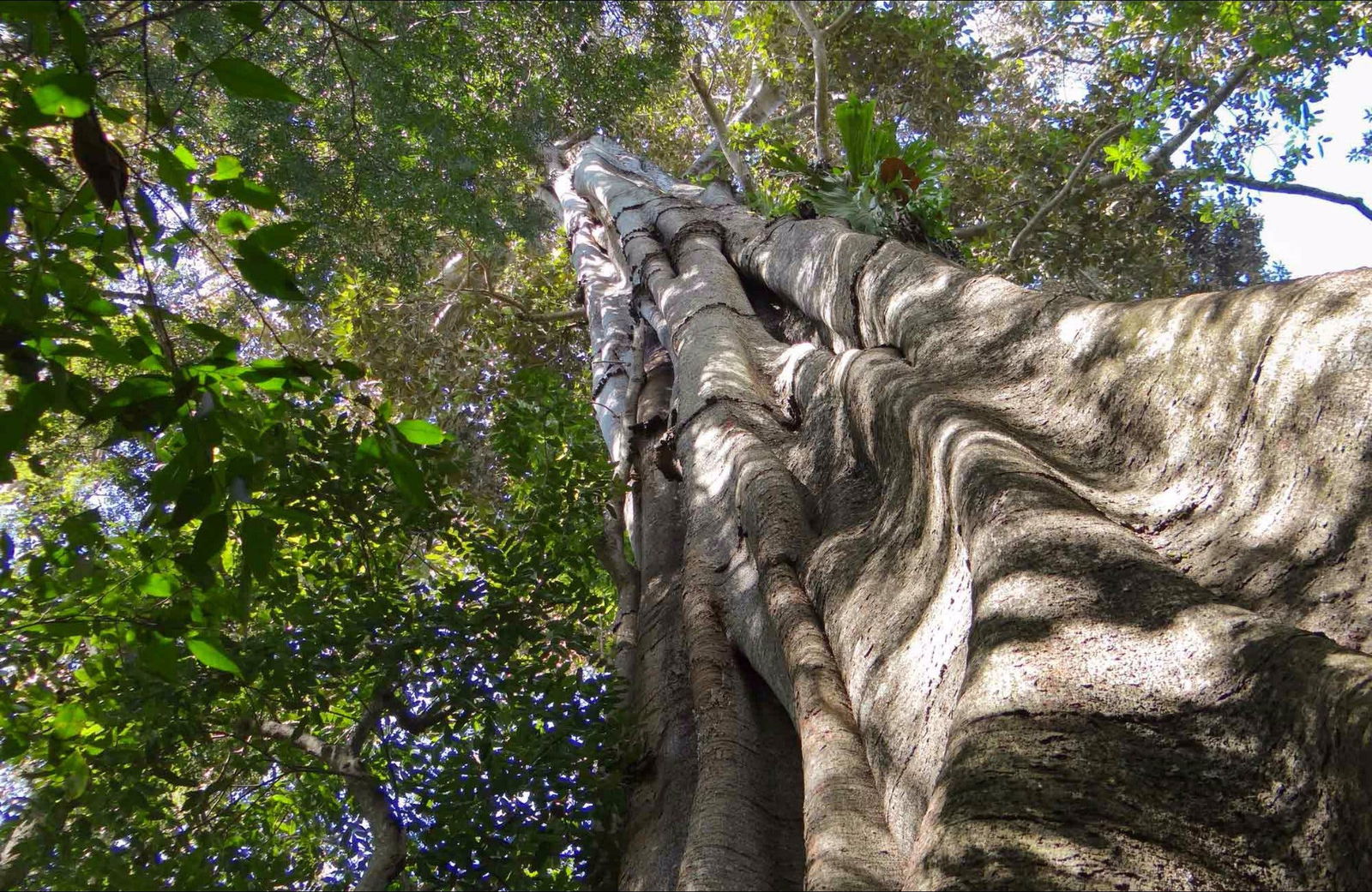 Northern Rivers And Tropical Nsw NSW Accommodation Sydney