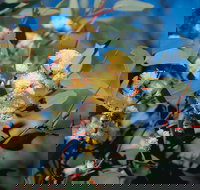 Norseman - Sydney Resort