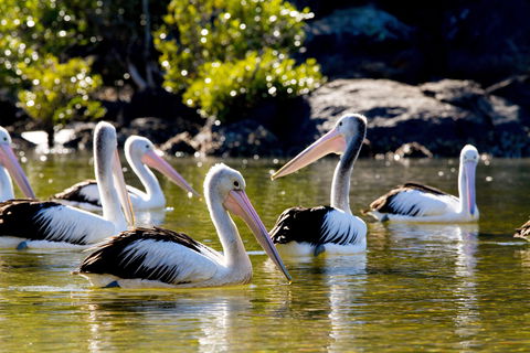 Snorkel Hat Head Creek - Sydney 4u 2