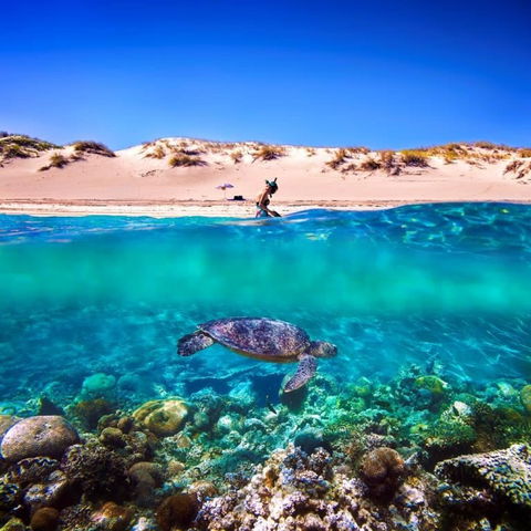 Snorkel The Ningaloo Reef - Accommodation Sydney 0