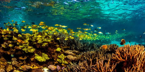 Snorkel The Ningaloo Reef - Accommodation Sydney 2