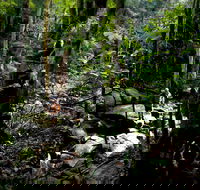 Strickland State Forest - Sydney 4u