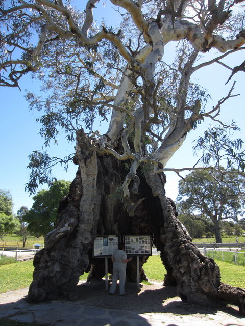 The Herbig Family Tree - Sydney 4u 0
