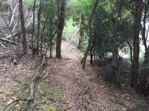 The Lady Barron Foreshore Walk - Accommodation Sydney 1