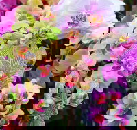 Tinonee Orchid Nursery - Accommodation Sydney