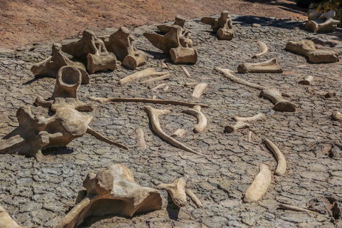 Australian Age Of Dinosaurs - Sydney Resort 2