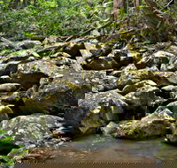 Booyong Walking Track - Accommodation Sydney