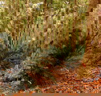 Burrawang Walking Track - Sydney Resort