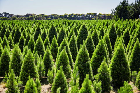 Christmas Tree Farm - Sydney 4u 0