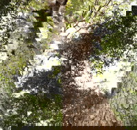 Coachwood Loop Track - Accommodation Sydney