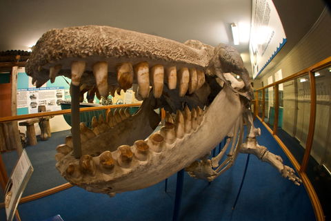 Eden Killer Whale Museum - Sydney 4u 0