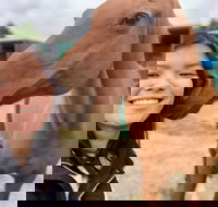 Horses Teaching Humans - Accommodation Sydney