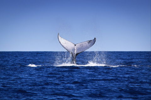 Humpback Whales - Sydney 4u 0