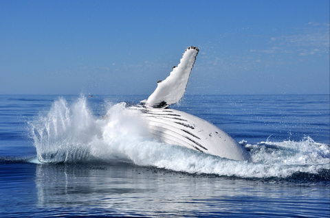 Humpback Whales - Sydney 4u 1