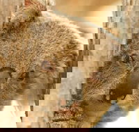Koala Reserve - Sydney 4u