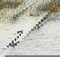 Little Llangothlin Picnic Area - Accommodation Sydney