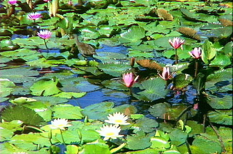 Mt Coot-tha Tourist Drive - Accommodation Sydney 1
