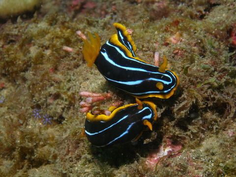Mudjimba (Old Woman) Island Dive Site - Accommodation Sydney 1